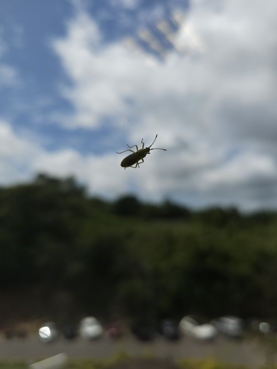 I found a bug in the Windows #nerdjokes #Bugs @Microsoft @Windows #photography #macrophotography