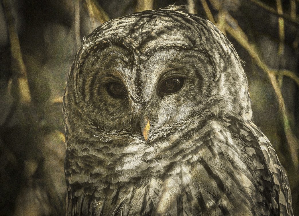 Monochrome/Yellow #TwitterNatureCommunity #TwitterNaturePhotography #Monochrome #Yellow #Filters #Grain #Edit #Editing #PhotographyIsArt #Owls #WildlifePhotography #Wildlife #photographylovers #edits Have a nice weekend everyone. 🖤🤍💛