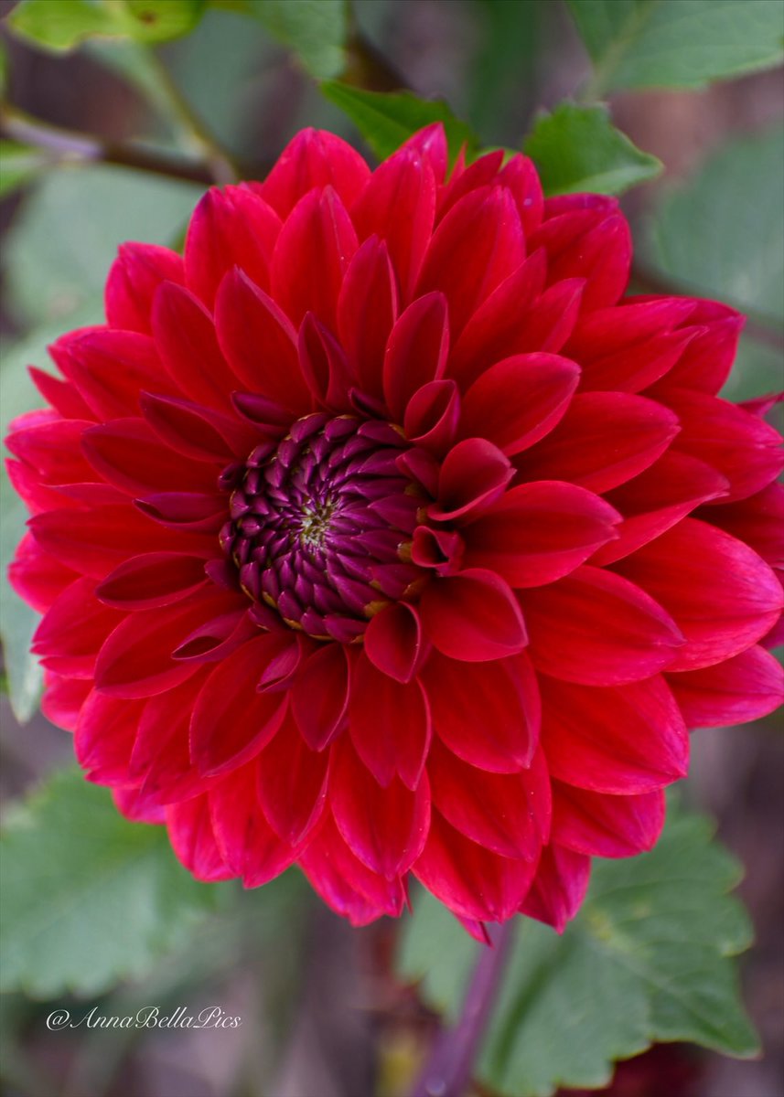 A splash of Christmas red and some dahlia love♥️ Wishing you all a safe and happy holiday season🌿 Merry Christmas🎄 #gardening #flowers