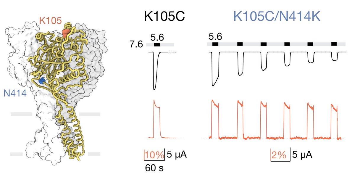 And just before the Christmas break, we put our latest ASIC work on @bioRxiv. #ionchannels
We reveal how pH-dependent conformational changes contribute to different types of desensitization in acid-sensing ion channels.
biorxiv.org/content/10.110…