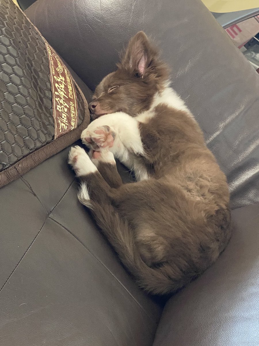 밤팅이는 크리스마스 파티를 위해 미리 본가에 가있기로 했어여 밤팅이가 맞이하는 첫 크리스마스예여 산타 할아버징가 밤팅이에게 행복한 선물을 주길 빌을게여