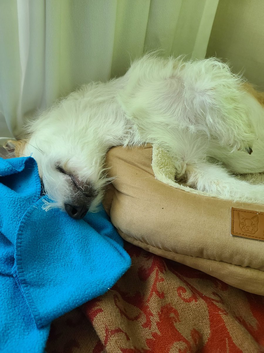 출간이 코앞이네요.
발등에 불이 떨어져 발목이 사라졌는데
우리 해동이 잘 잔다.