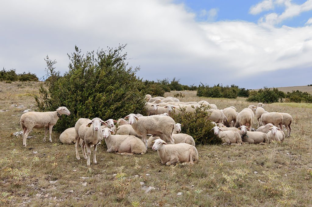 #Sheep #Facts 284: The Lacaune originates near Lacaune in southern France. The native region of these sheep is the Tarn and Aveyron departments and surrounding areas. Notably, it is the predominant breed used in the production of Roquefort cheese in France.