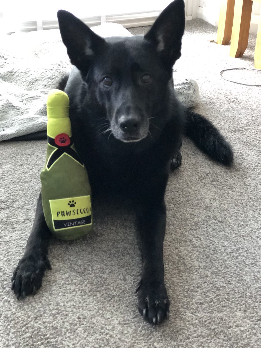 GSD Solo tweet media