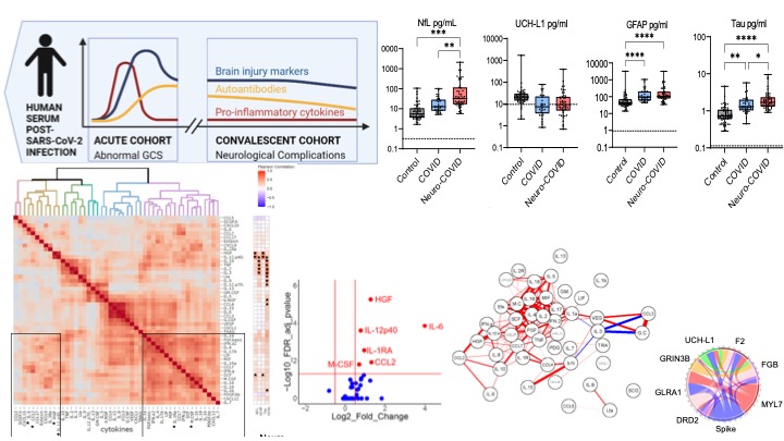 #Covid induces lasting #brain injury WITHOUT direct infection FOLLOWING #immune activation

OUT TODAY in <a href="/NatureComms/">Nature Communications</a> 
👇
nature.com/articles/s4146…

<a href="/covidcns/">@covidcns</a> @InfectNeuroLab <a href="/NIHRBioResource/">NIHR BioResource</a> <a href="/ThePandemicInst/">The Pandemic Institute</a> <a href="/LivUni/">University of Liverpool</a>  <a href="/TheWaltonCentre/">The Walton Centre</a> <a href="/KingsCollegeLon/">King's College London</a> <a href="/Cambridge_Uni/">Cambridge University</a>  <a href="/UniofOxford/">University of Oxford</a>