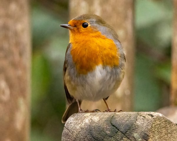 Photos of a beautiful #BushyPark Robin on #InternationalRobinDay 21.12.23 @theroyalparks @Natures_Voice @Visit_Richmond1 @TWmagazines @Teddington_Town @TeddingtonNub @WildLondon @WildLondon