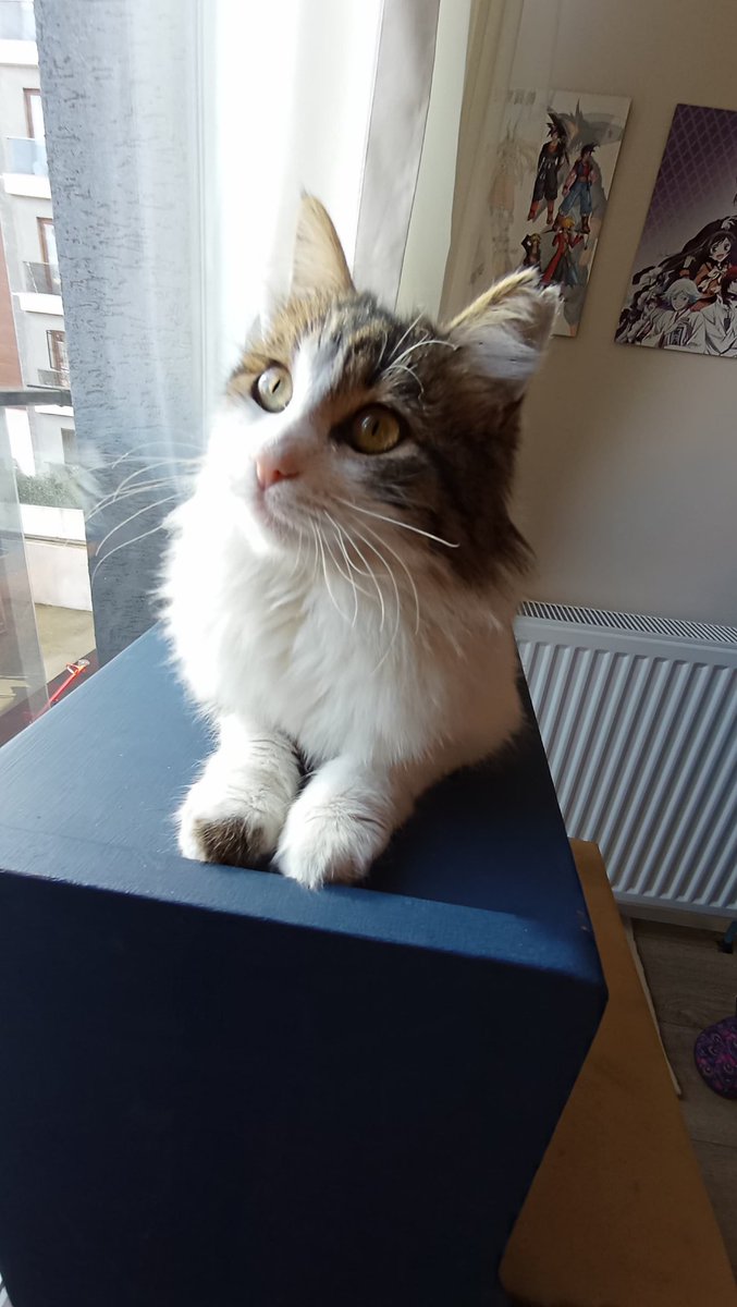 CANAN. 8.5 aylık kısır  Norveç orman kedisi. 5 kardeşten kalan tek yavru. 3 tanesi yuvalandı 1 tanesi öldü. Canan ı evde bir odada korumaya aldık. Tüy dökülmesini sorun etmeyecek, küçük çocuğu olmayan ömürlük ailesini arıyoruz. İST Kartal