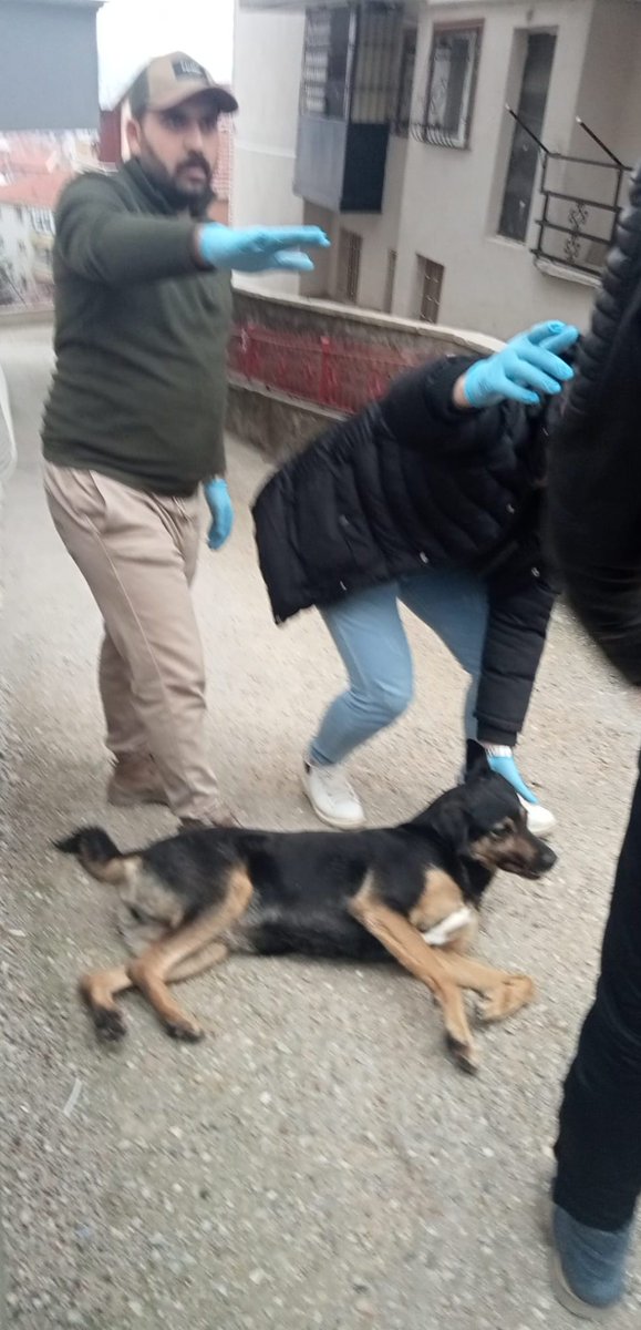 Hiç kimseye zararı olmayan bu canı ; siz hangi hakla ? Hakkında hiçbir şikayet olmayan köpeği ; hem de eziyet ederek aldınız ? #SokaktakiCanlaraDokunma 🐾🐾😥😡🐶😡😪🐾🐾 @MamakBelediyesi @ankarabbld Canı aldığınız yere geri bırakın 🐾🐾😥😡👋😡😪🐾🐾 @abhhmerkezi 🐾👋🐾