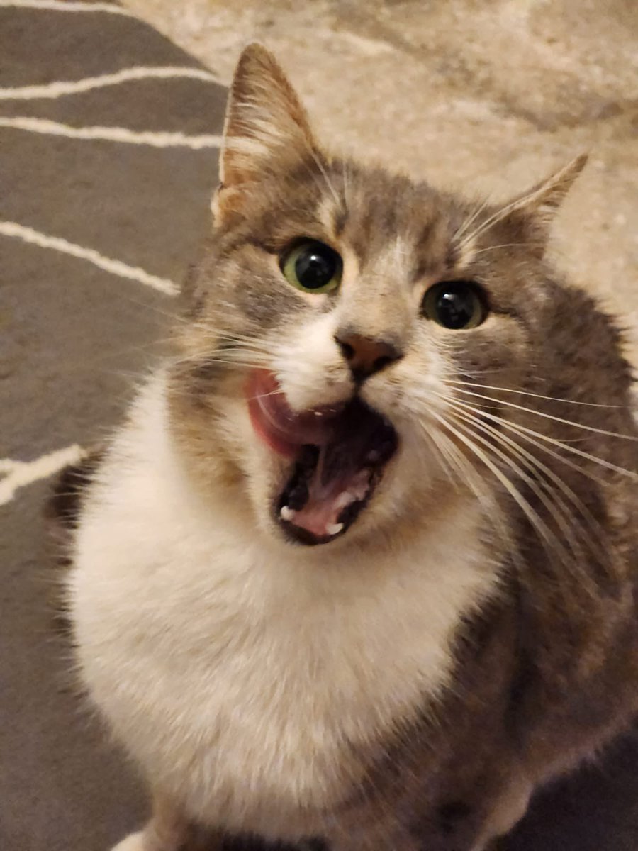 Sokağa atıldım, tekrar ev kedisi olmak istiyorum. Kardeşlerim olursa güzel güzel onlarla da oynarım. Mırmır biriyim. Bana yuva olamaz mısınız şimdi? 
Sarıyer

İletişim: 0539 459 8488