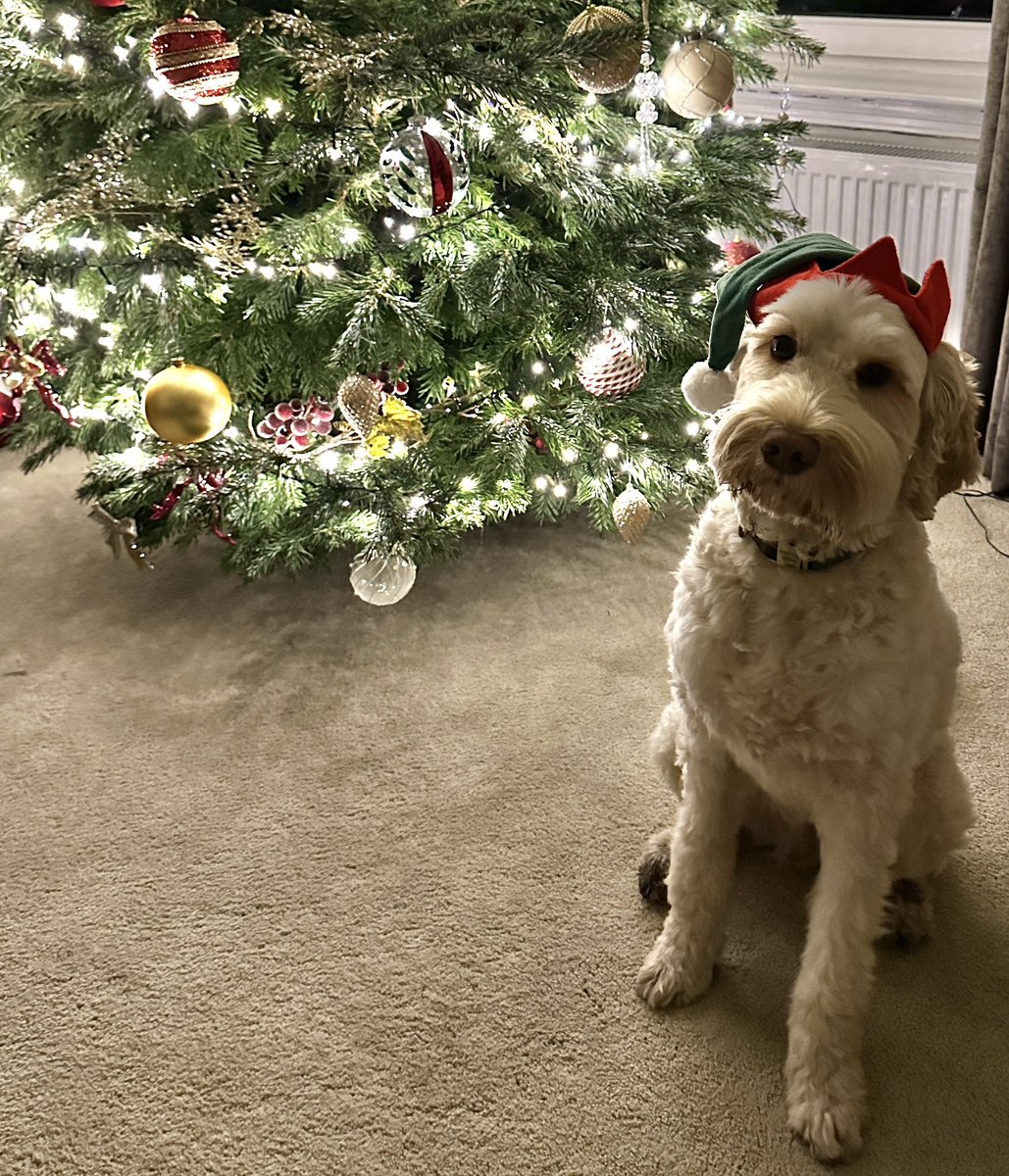 Wishing you a very merry Christmas and all the best for 2024 - from our Top Elf, Murphy, and everyone at Speirs Gumley! #propertymanagement #christmas #glasgow #elf #dogelf