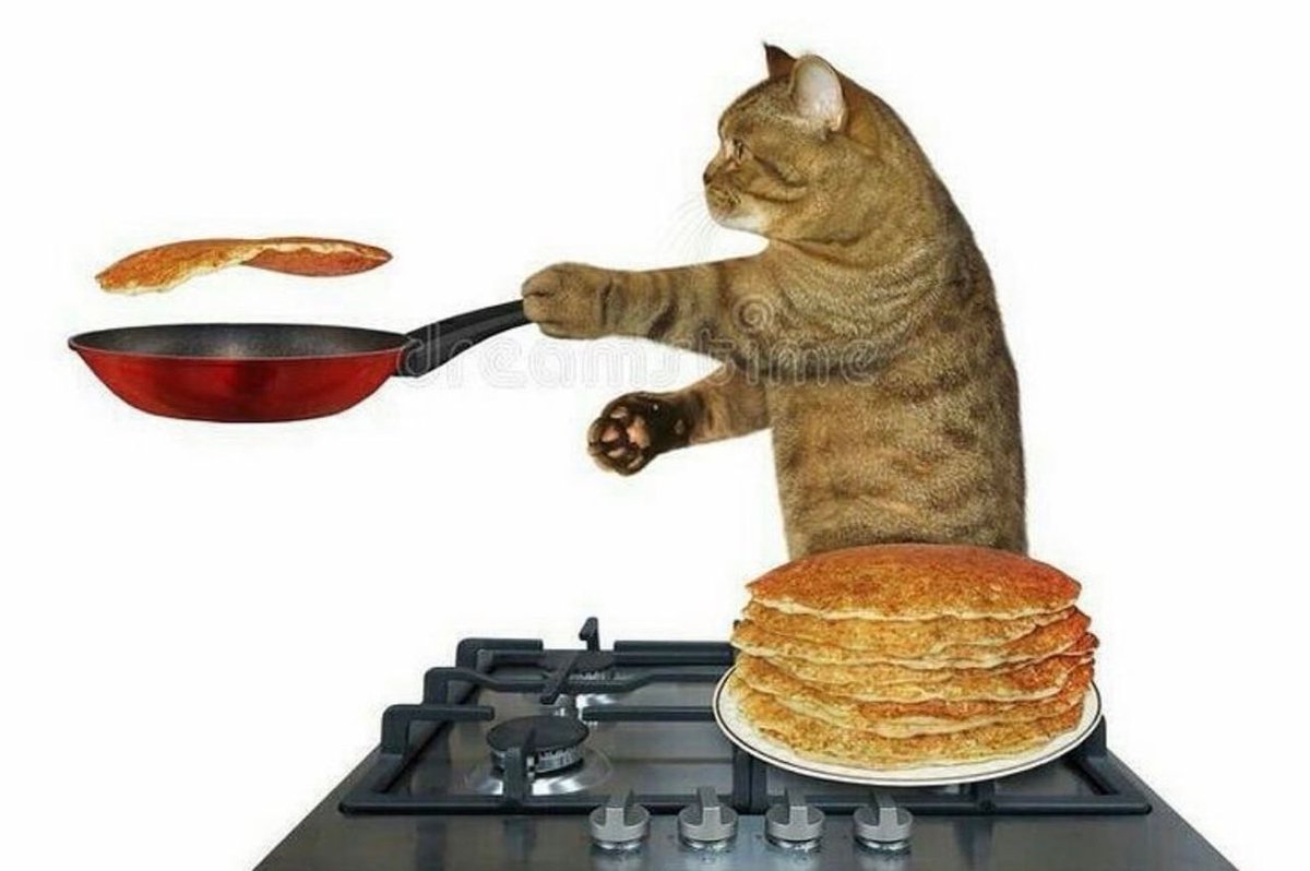 PostsOfCats's tweet image. let him cook
