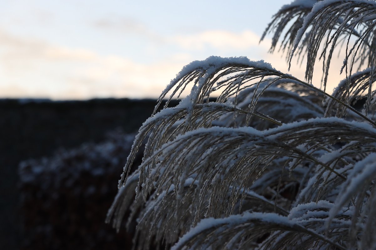 Our Garden is put to bed today, for its winter's rest, re-opening to the public in March 2024. A heartfelt THANK YOU - to our volunteers, to our community, and to our visitors. We wish you all a happy solstice, a merry Christmas & Happy New Year.