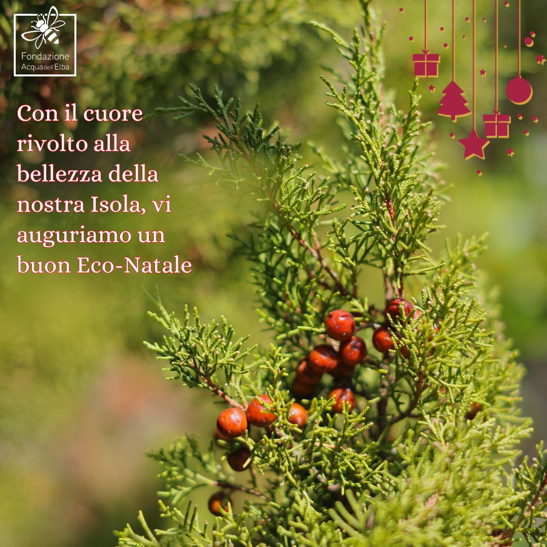 Buone Feste dalla Fondazione Acqua dell'Elba 🌲
Con il cuore rivolto alla bellezza della nostra Isola, vi auguriamo un buon Eco-Natale.
Che queste giornate siano occasione per apprezzare i piccoli #doni della #natura e riscoprire lo spirito più autentico delle #feste.