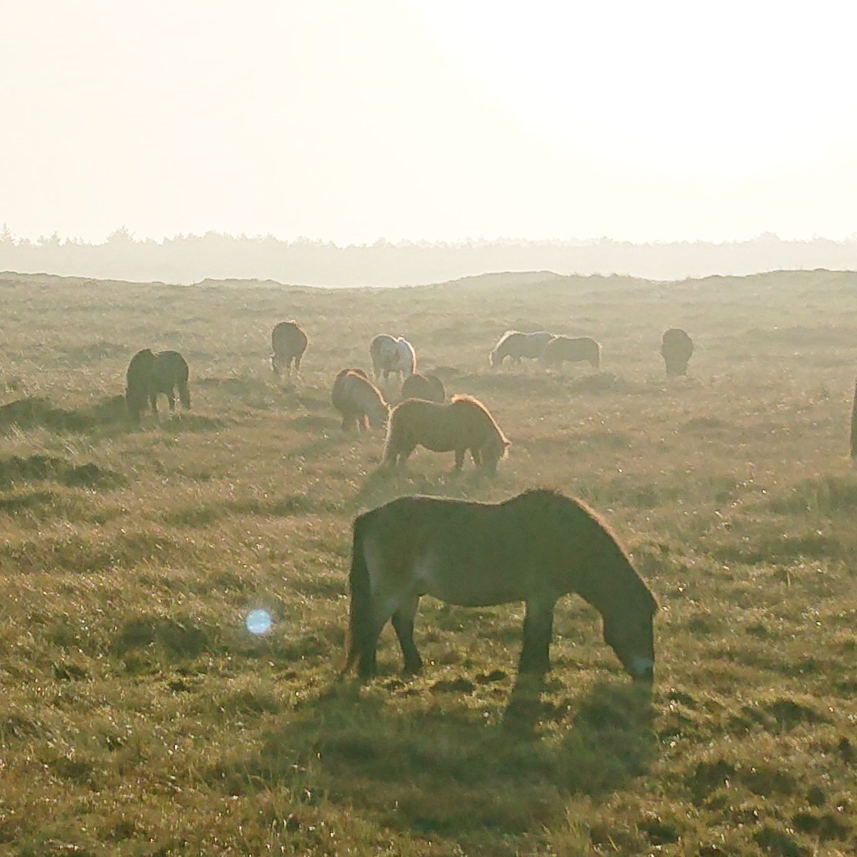 Vanaf vandaag komen er elke dag zonnestralen bij! ☀ 💛 #zonnewende
Mooie dag voor laatste Twitterbericht.
We verhuizen voor meer zonneschijn naar Threads &amp; BlueSky! #doeslief
(Zie je graag daar FB/Insta/live!) @deprairieponys 🤗

#dePrairie #Shetlanders #IJslanders #Terschelling
