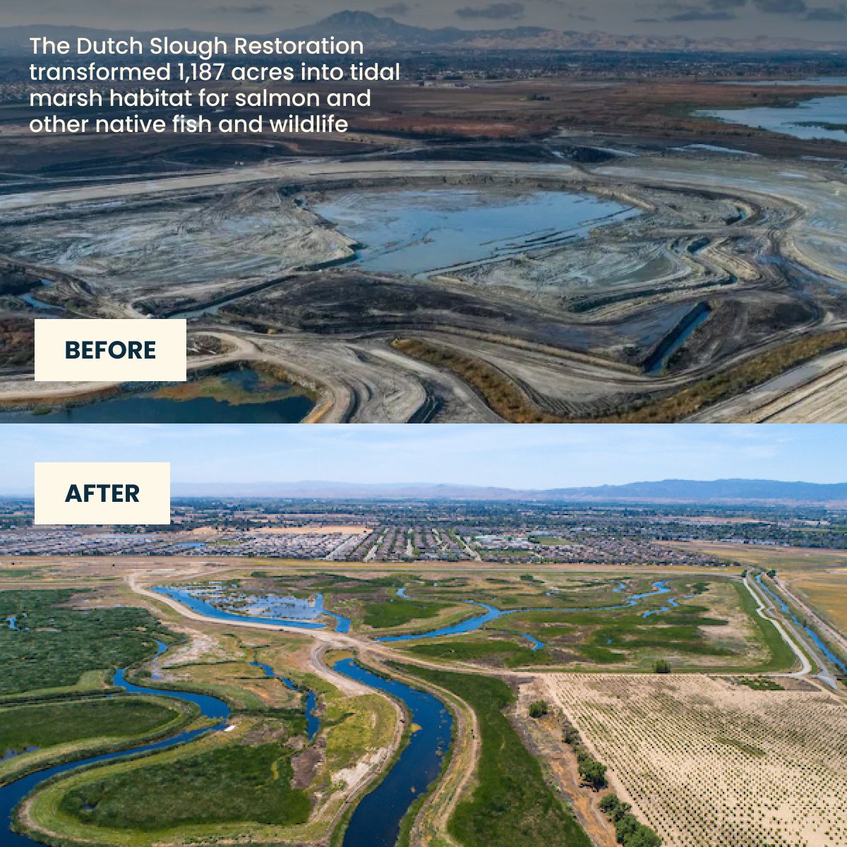 Witness the incredible glow-up of Dutch Slough! 🔄 1,187 acres transformed into a thriving haven for salmon and native wildlife. 🌍 From 'destructive consumers' to 'restorative stewards,' it's time to reclaim our role in supporting biodiversity. 🌱 #naturewins #restorationjourney