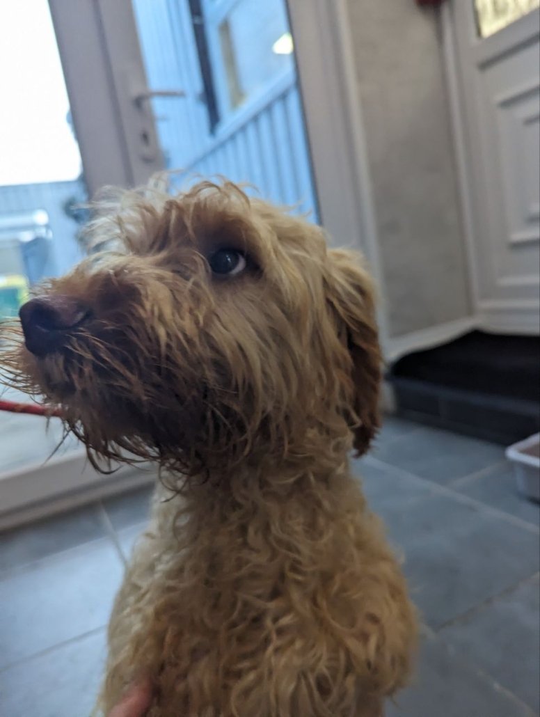 Please retweet to help find the owner or a rescue space for this ' Cockapoo' found #FLEET #HART #HAMPSHIRE #GU51 #UK 🆘 Female, small, young adult, very thin found 16 December, no chip. Now in a council pound for 7 days, she could be missing or stolen from another region. Please…