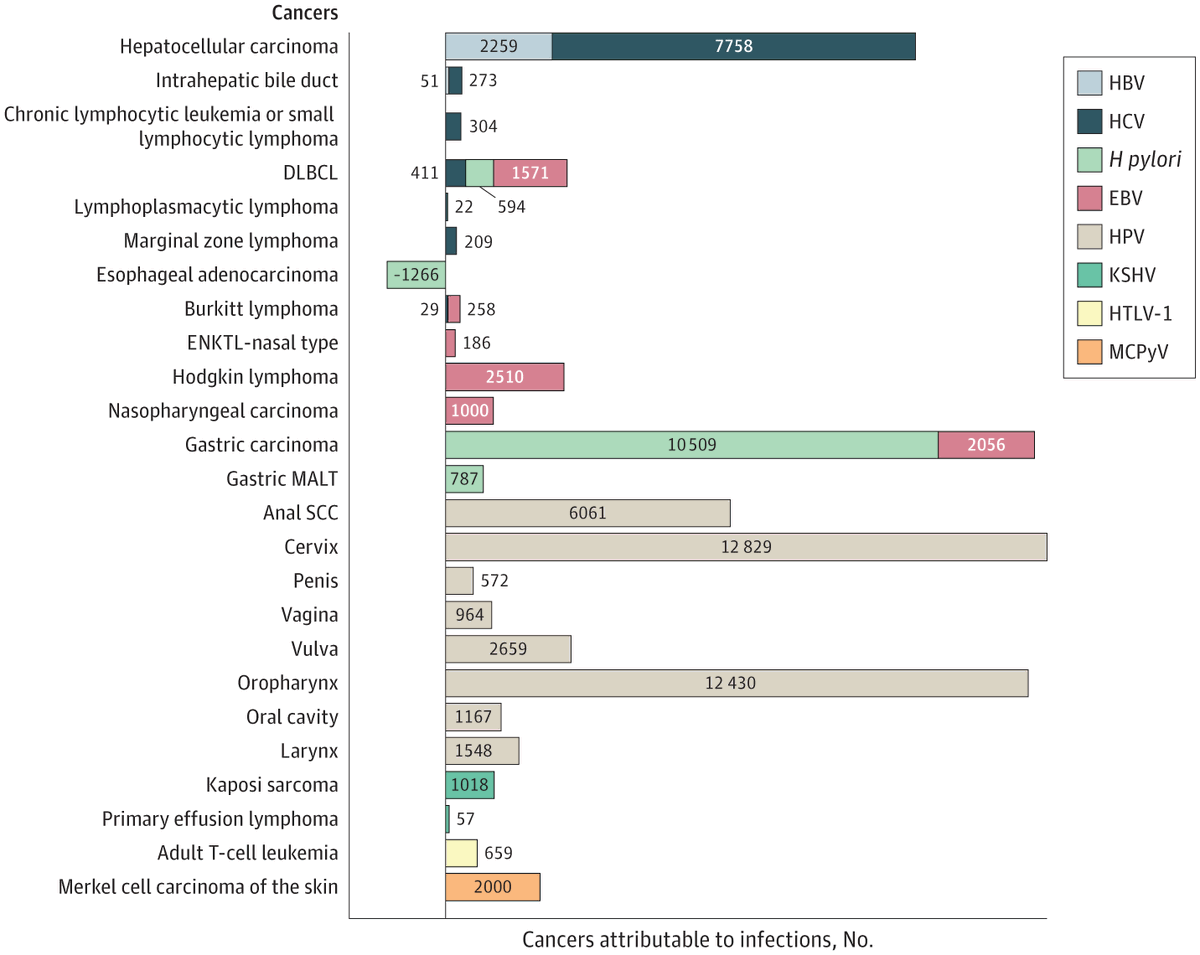 🔎🦠 A new #MetaAnalysis reveals a striking fact: 4.3% of adult cancers in the US in 2017 were linked to infections. HPV leads the charge, highlighting the critical role of prevention & vaccination. #Cancer #Treatment! 🎗️#HPVvaccine #EBV #PublicHealth @JAMAOnc @OncoAlert @ASCO…