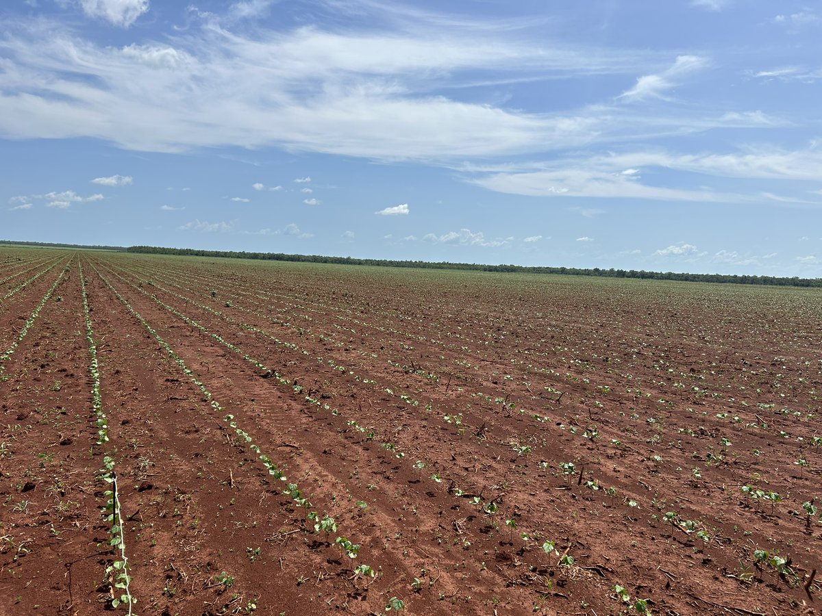 CSX1049B3XF looking a picture in the NT. 14 DAP sitting at 3-4 nodes, this varieties got some punch. #AustralianCotton #NTCotton