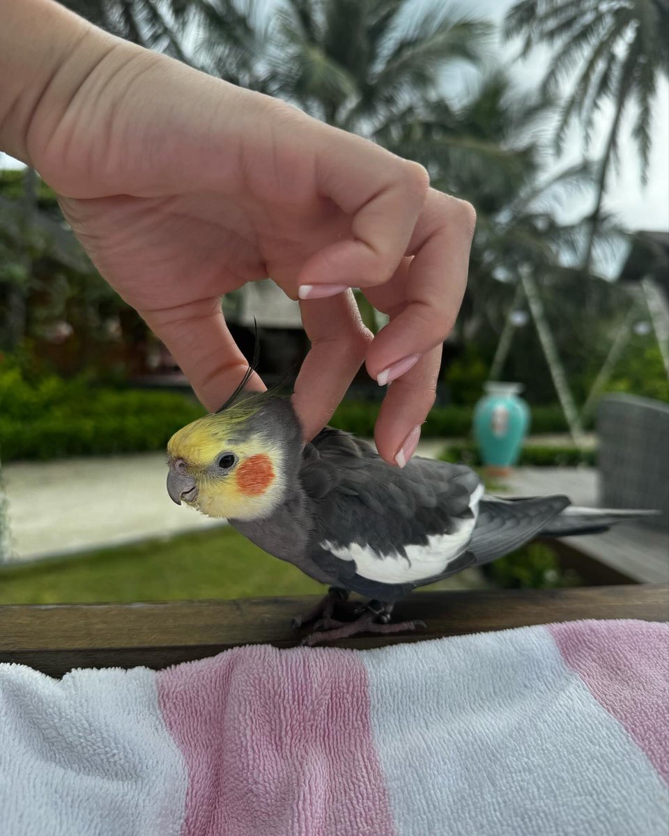 JennyPacey's tweet photo. Island life 🏝️ and the cutest little friend 🦜

#maldieves #sohappy #newfriend #relaxed #champagneallday #wintersun #islandlife https://t.co/O4FYAOPYqO