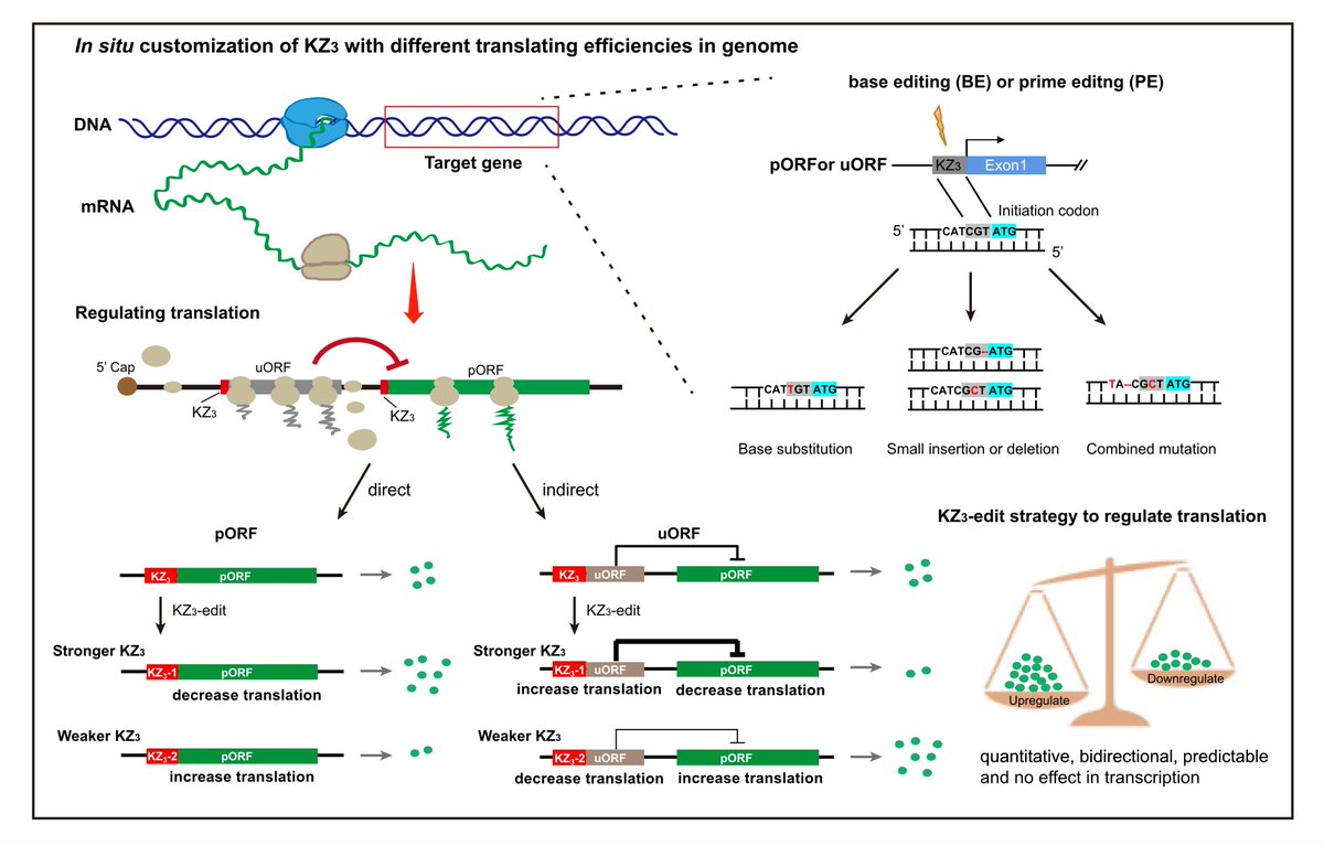 FrauHodl's tweet photo. None of the existing approaches for regulating gene expression can bidirectionally and quantitatively fine-tune gene expression to desired levels.

Here, on the basis of precise manipulations of the Kozak sequence, which has a remarkable influence on translation initiation, we proposed and validated a novel strategy to directly modify the upstream nucleotides of the translation initiation codon of a given gene to flexibly alter the gene translation level by using base editors and prime editors. 

When the three nucleotides upstream of the translation initiation codon (named KZ3 , part of the Kozak sequence), which exhibits the most significant base preference of the Kozak sequence, were selected as the editing region to alter the translation levels of proteins, we confirmed that each of the 64 KZ3 variants had a different translation efficiency, but all had similar transcription levels.