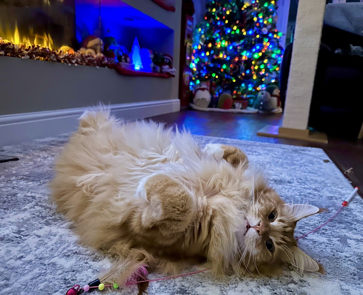 Gizmo is firmly in the Christmas spirit - he’s loving life in the Casa Gingie grotto! Happy #jellybellyfriday gang! ☃️☃️🦁🦁 #teamfloof #CatsOfTwitter
