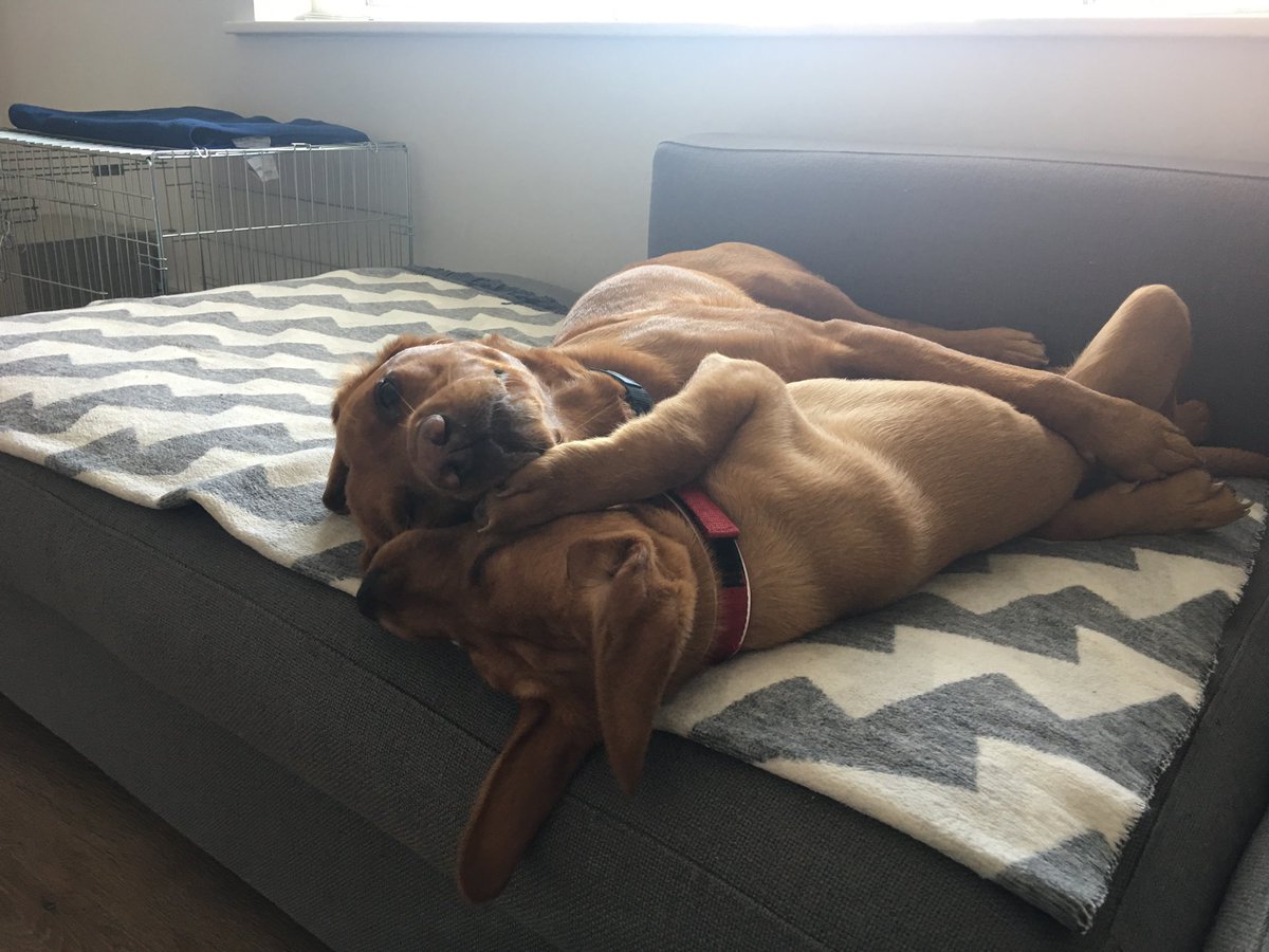 getdexterhome's tweet image. Happy 10th Birthday to our sweet boy. Words can’t express how much we miss you and had hoped you wouldn’t be spending another birthday without us. Not a day goes by where we aren’t following up a possibility and praying for that phone call. Come home Dexter 💔 #GetDexterHome