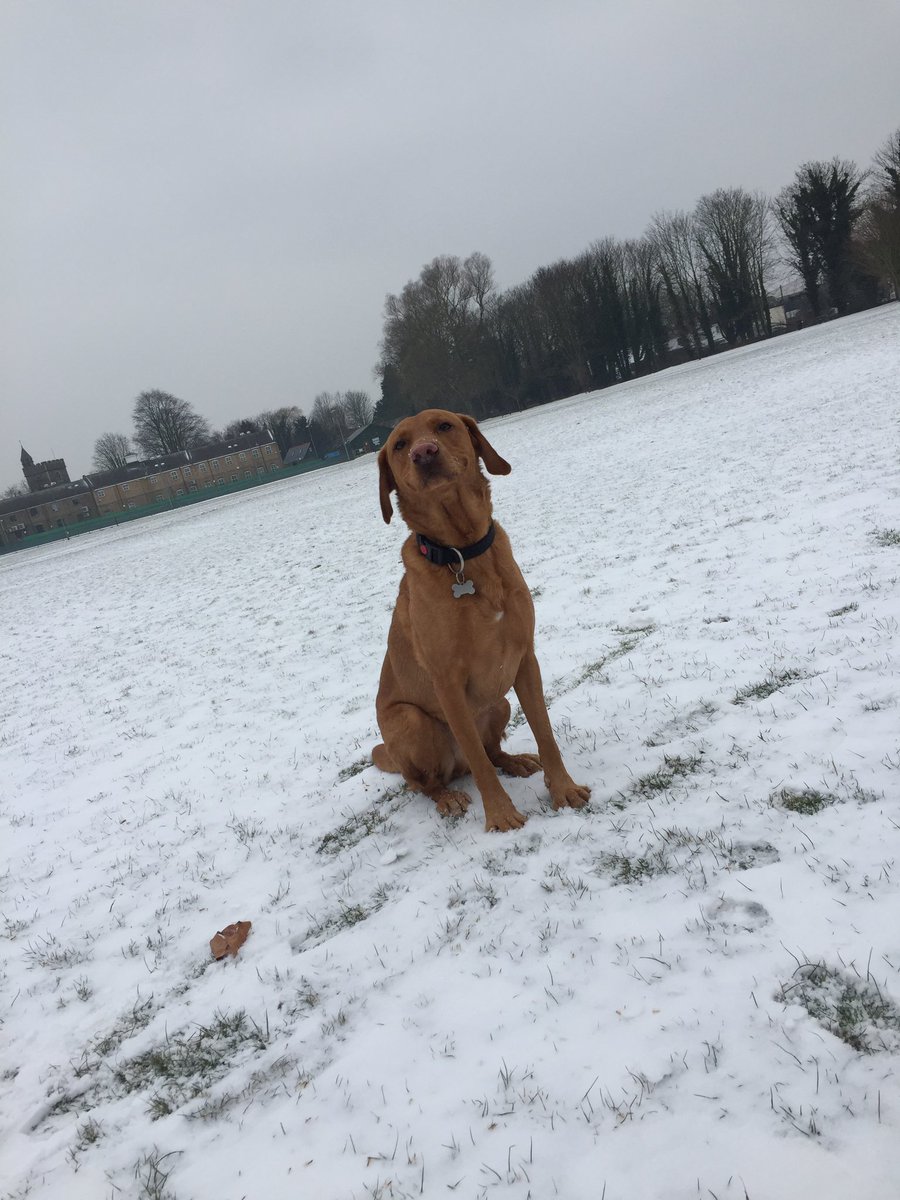 getdexterhome's tweet image. Happy 10th Birthday to our sweet boy. Words can’t express how much we miss you and had hoped you wouldn’t be spending another birthday without us. Not a day goes by where we aren’t following up a possibility and praying for that phone call. Come home Dexter 💔 #GetDexterHome