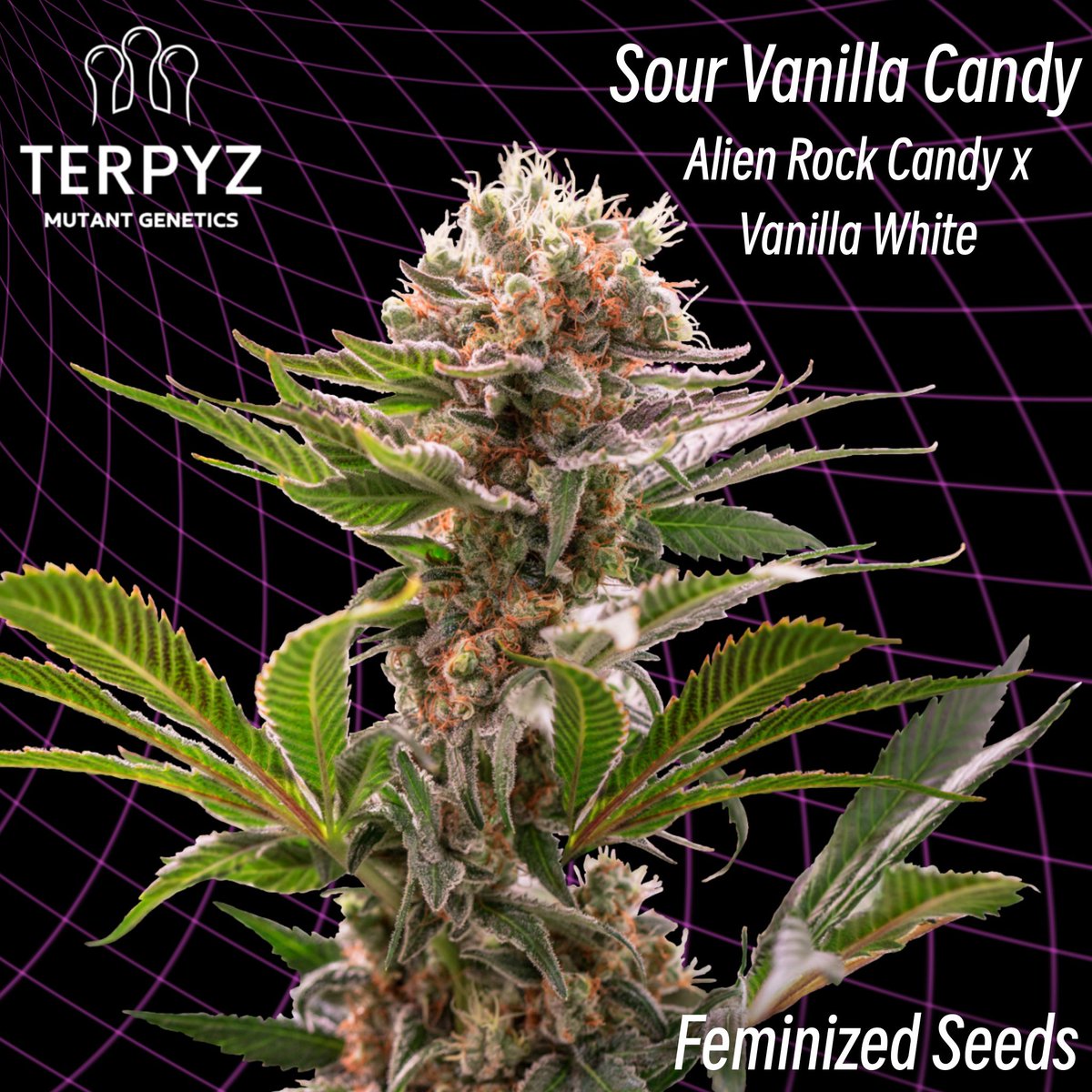 Sour Vanilla Candy (feminized non mutant)

Genetics: Alien Rock Candy x Vanilla White

Flavour & Aroma: Pungent Fruit with lime candy and hints of Vanilla

#WEEDART #marajuanagrowers #CannabisInfluencer #growweedeasy #cannabisgrowing #stoner #weedpics #cannabislover