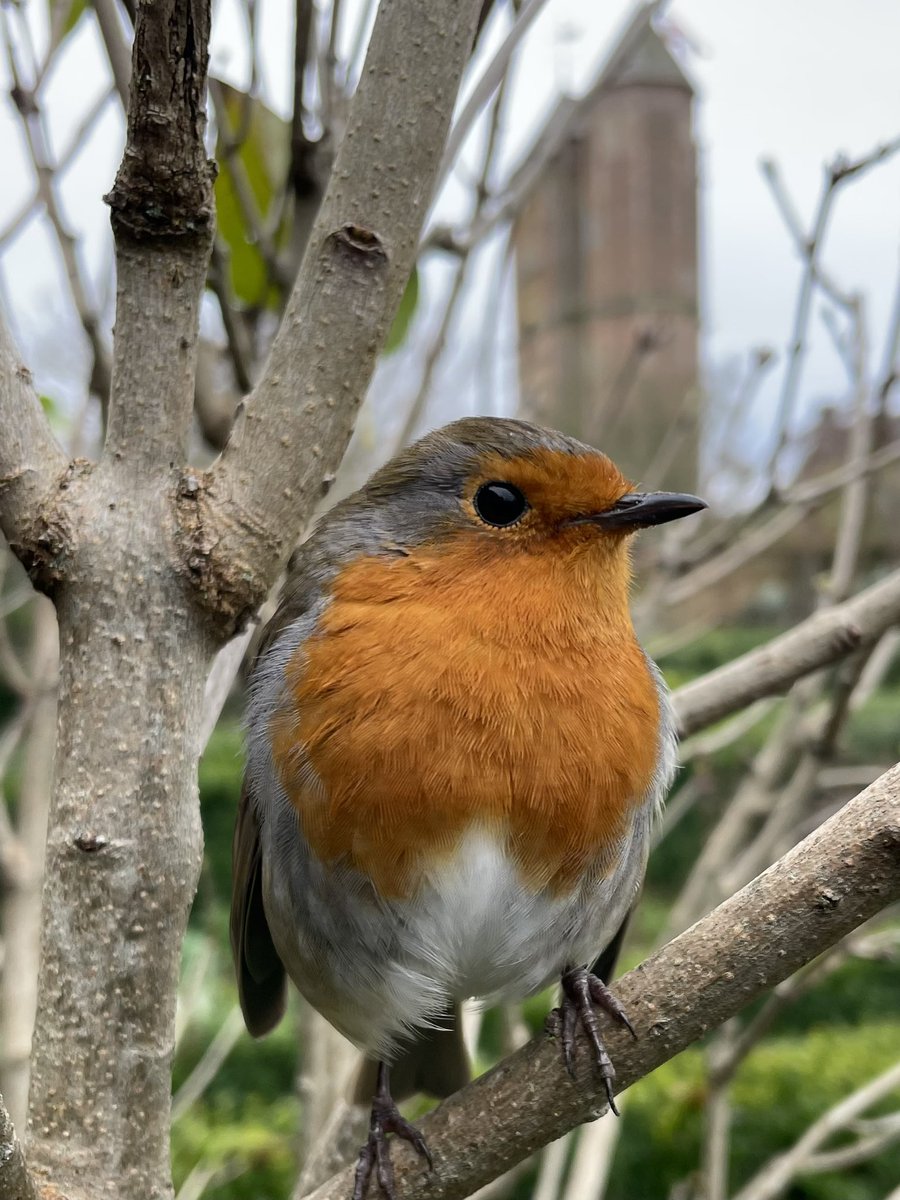 With very best Christmas wishes to one and all, particularly those striving to protect and enhance our nature. Through the dark there gleams a light etc etc. Have to hold that thought and build on it.