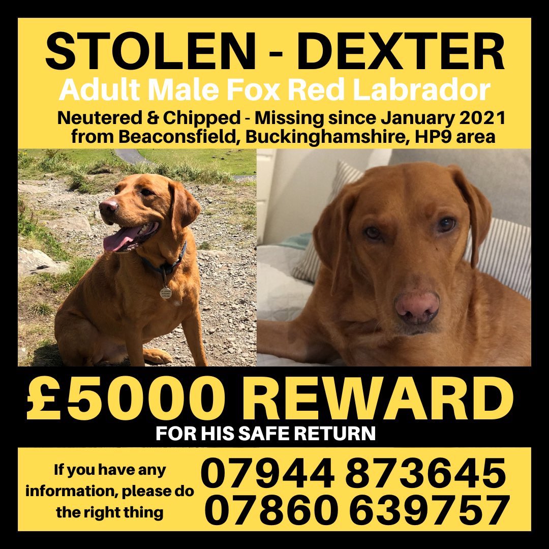 Do you know where Dexter is? He was stolen from #Holtspur #HP9 area on 14th January 2021. Please RT and help get this boy back home where he belongs , his family are heartbroken without him💔 🙏💕 #stolendog #GetDexterHome #FindDexter #Christmas2023 #BUCKINGHAMSHIRE