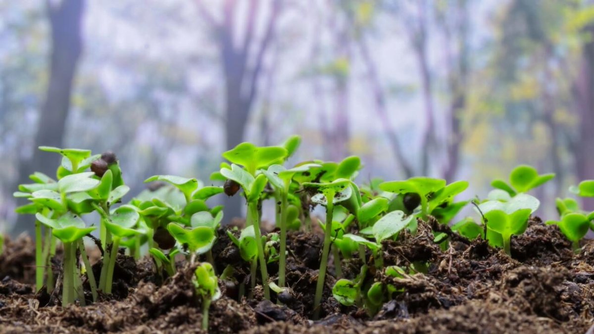 Des plantes pour guérir les sols pollués f24.my/A0yq.x