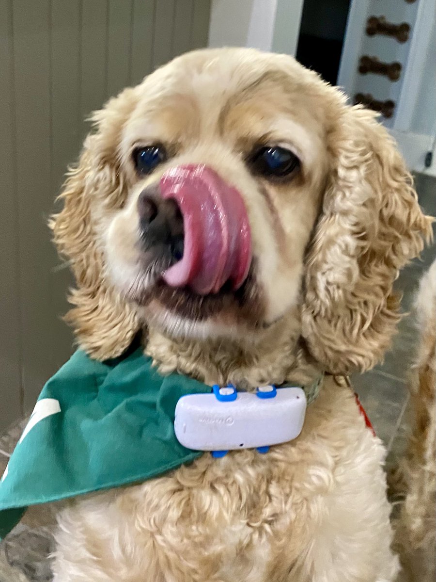 SpanielsSuper's tweet image. I wouldn’t know 🤷‍♀️
#DidntGetAny #BadlyDoneTo #Sigh