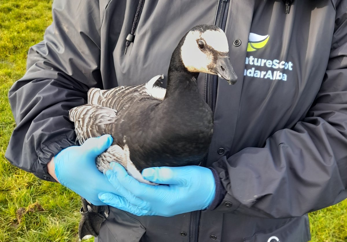 1/2 In partnership with @EdinburghUni and @RSPBScotland, and with support of @_BTO volunteers, our staff captured, sampled and released barnacle geese in the Solway area last month to test for antibodies for avian flu.