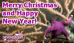 Best wishes to all our wonderful Seasearch volunteers. Hope you all have a restful festive season. 🎄🎁🎅 Here's to great diving and snorkelling in 2024! 🥂