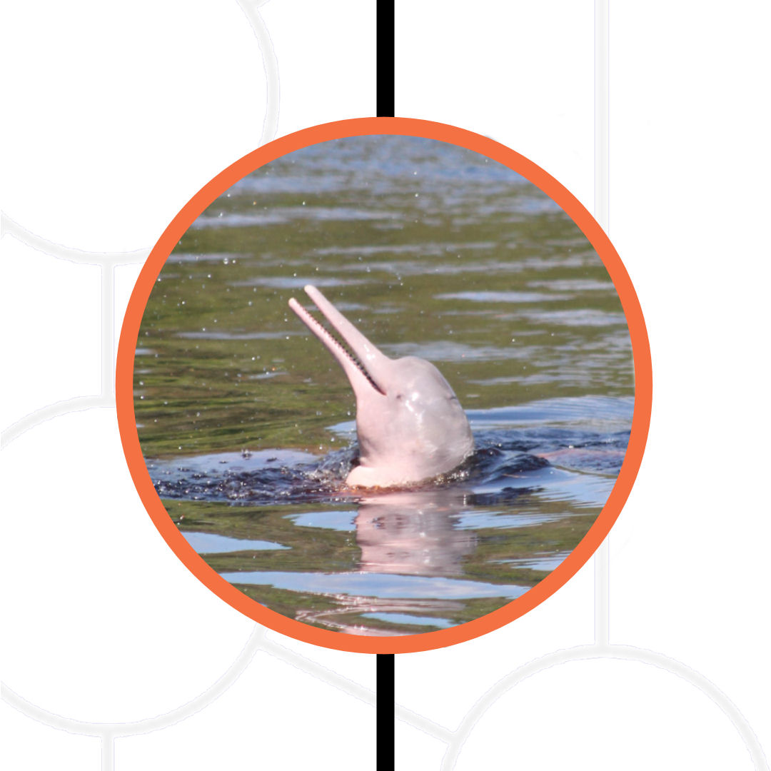 Amazon River Dolphin
#endangered 🟠

more ... instagram.com/p/C1HGATeNuDF/

Join us and make a difference!
#protecttheamazon #freshwaterdolphin #conservation #builtonhedera #hellofutureconservation ⁦@hedera⁩ @FISGlobal @LSEnews @magalu