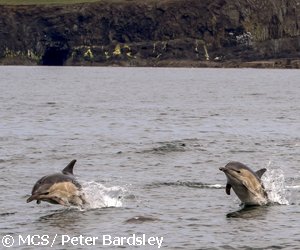 Very excited to announce @HWDT_org is offering a special training course next year for @_seasearch volunteers on using their Whale Track app. This online course in Feb is particularly aimed at those who live, work, holiday in Scottish waters. Further details to follow.