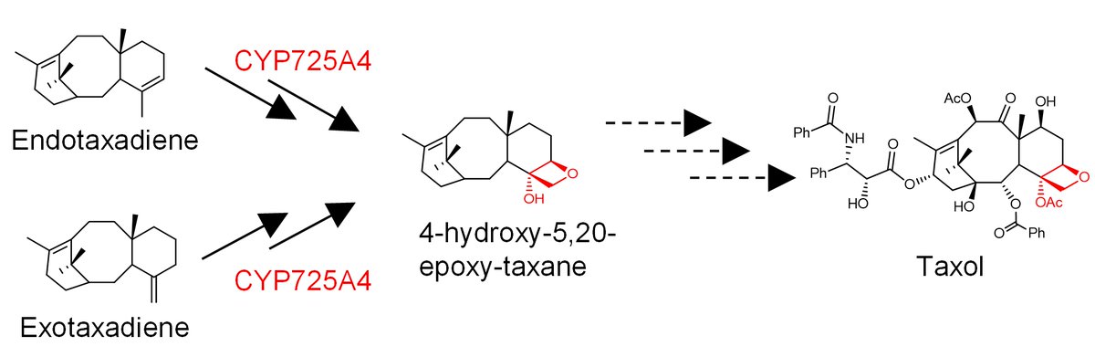 Xmas-time read. Formation of the oxetane ring of Taxol has been puzzling for years. Here we show that this is catalyzed by a single P450 by a double epoxidation mechanism. @J_A_C_S @novonordiskfond @KU_PLEN @KampranisLab Read it here: pubs.acs.org/doi/full/10.10…