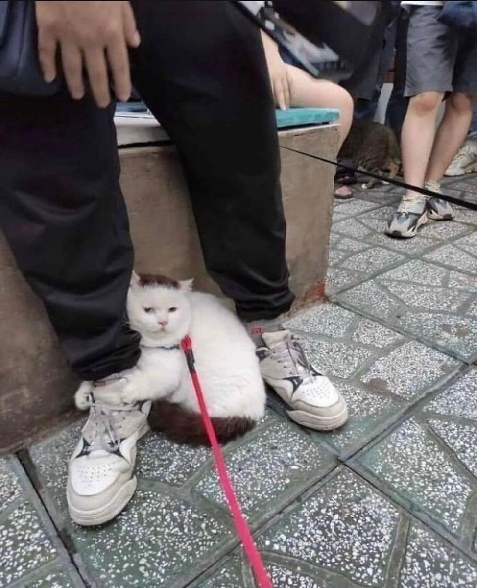 Posts Of Cats (@postsofcats) on Twitter photo 