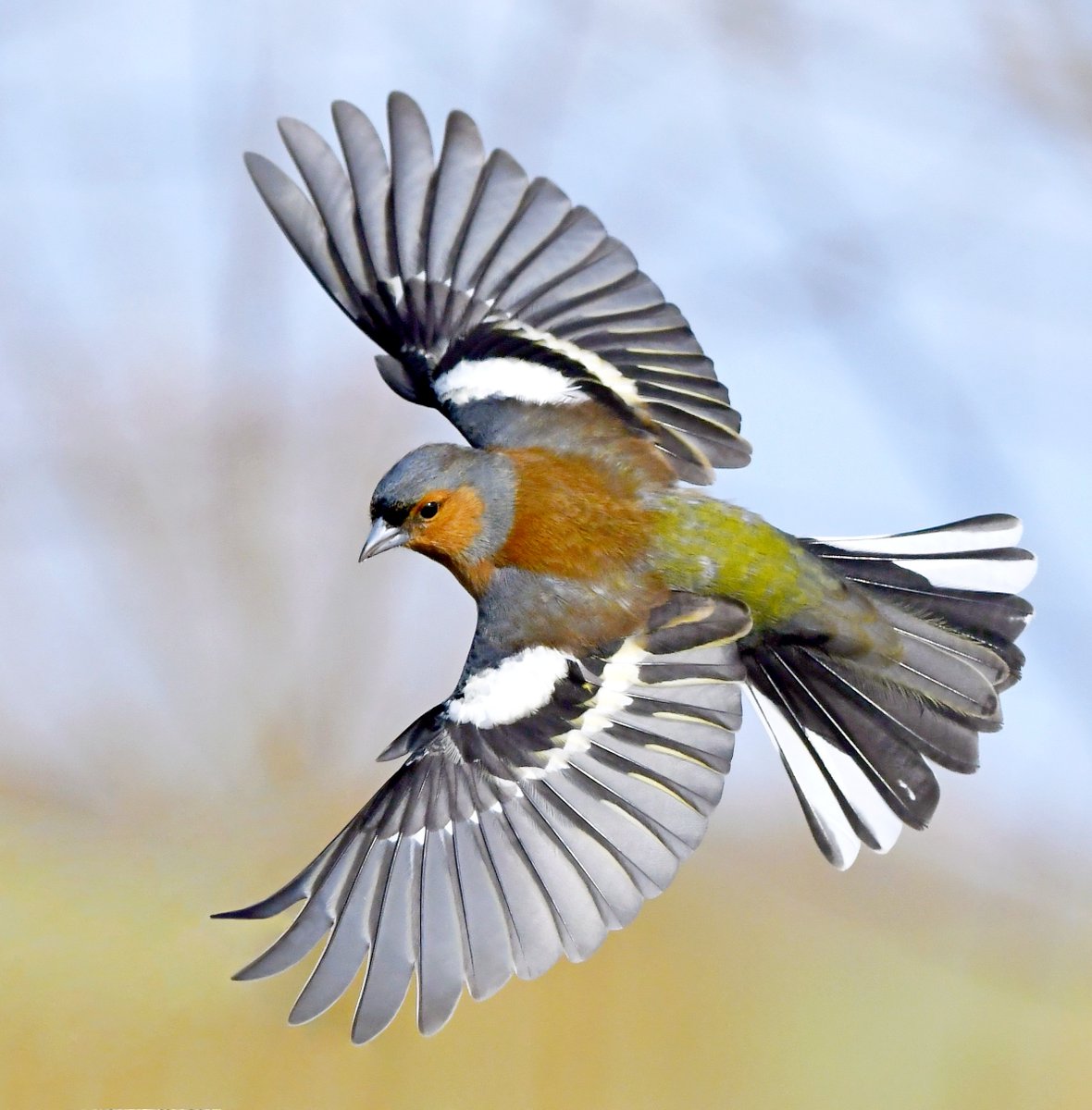 As it's Friday, I'm asking all my followers to please retweet this photo to help my little bird account to beat the algorithm and be seen!🙏 To make it worth sharing, here's a Chaffinch showing off the beautiful patterns on its wings.😍 Thank you so much!🐦 #FridayRetweetPlease