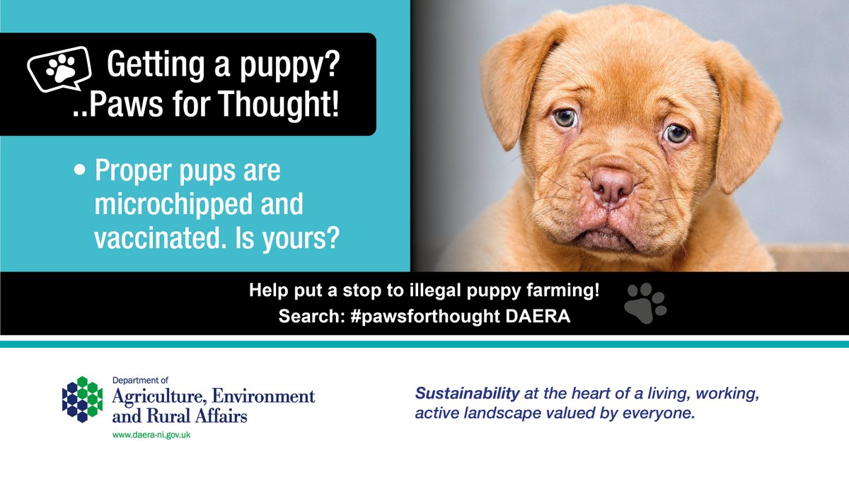 🐕If you are getting a puppy for Christmas make sure it is properly vaccinated and microchipped. By checking these details you can help us put a stop to illegal puppy farms so #PawsforThought when getting a puppy. 🔗More info: daera-ni.gov.uk/articles/paws-…