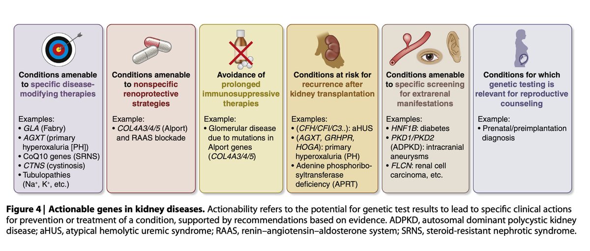 Why is so important basic knowledge of genetics for nephrologists? Interesting 
<a href="/goKDIGO/">KDIGO</a> report #Genetics in #CKD 🤓🧬