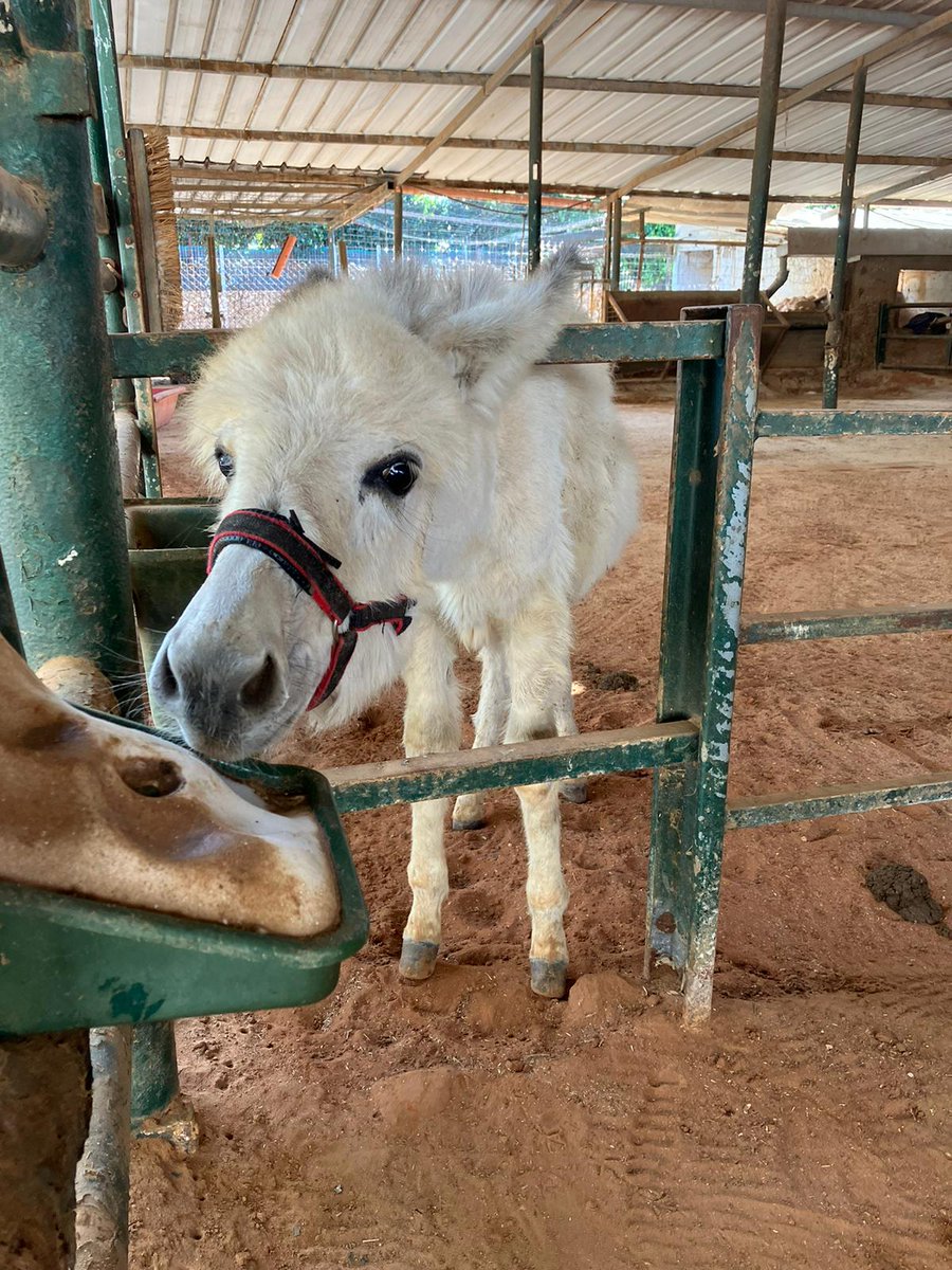 💙 Be'eri 👀 Just look at our newest rescue at our sanctuary in Israel...... it's Be'eri and we all love him so much. He has settled in so well & is incredibly inquisitive. Bless him 😊