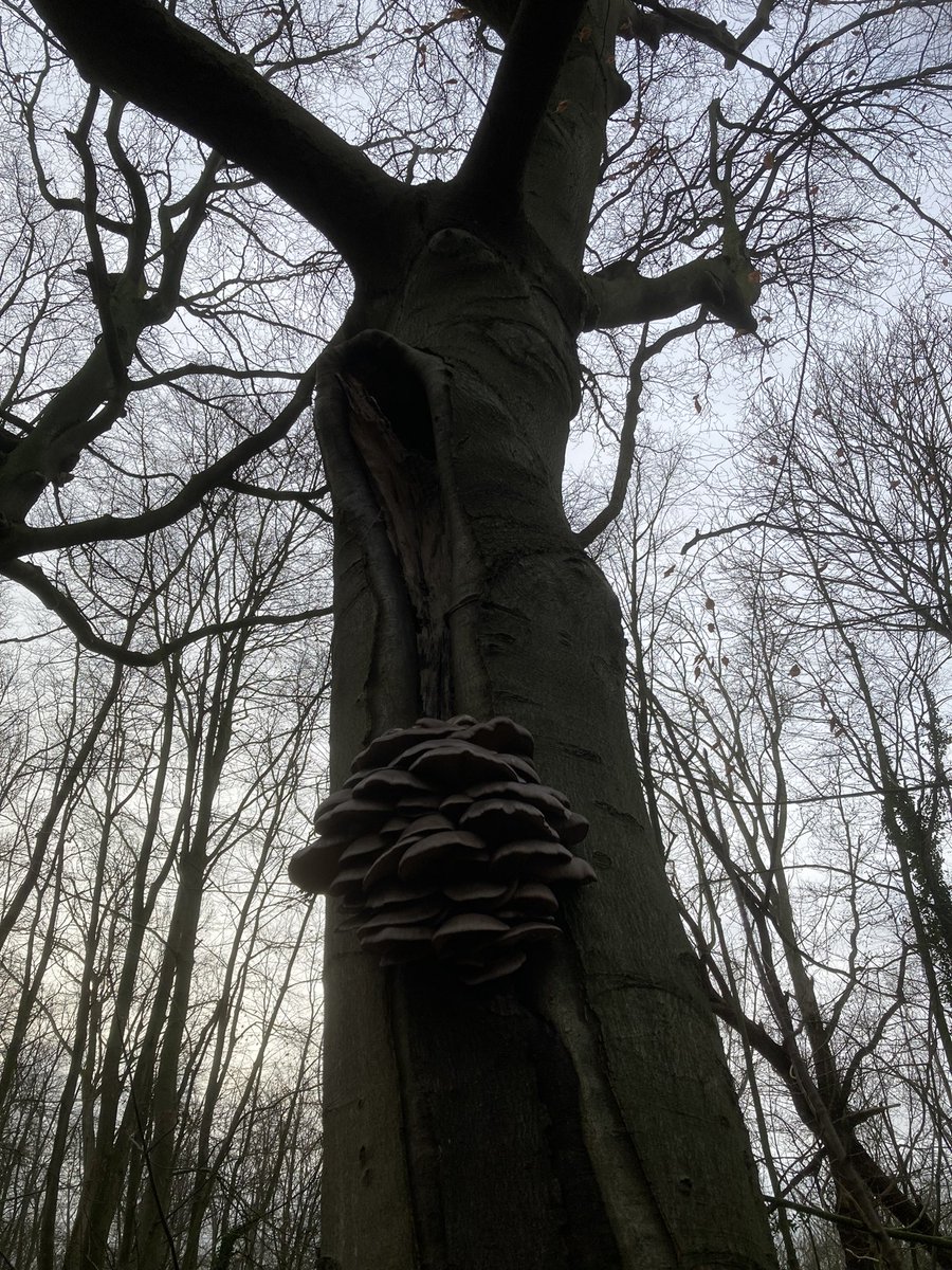 Toch prachtig om te zien. Een beuk met entourage! #staelduinsebos #regiokuststreek <a href="/ZHLandschap/">Zuid-Hollands Landschap</a> <a href="/Bezoek_westland/">Bezoek Westland</a> <a href="/NedMycVer/">NMV-Mycologen</a>