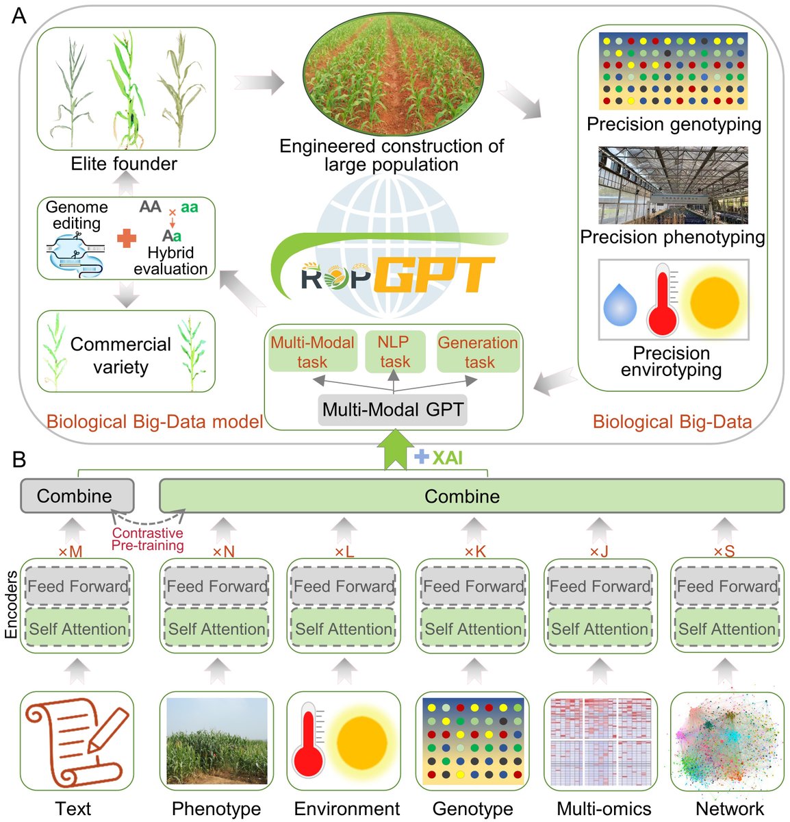 The CropGPT project: A call for a global, coordinated effort in precision design breeding driven by AI using biological big-data #comment #MolecularPlant cell.com/molecular-plan…