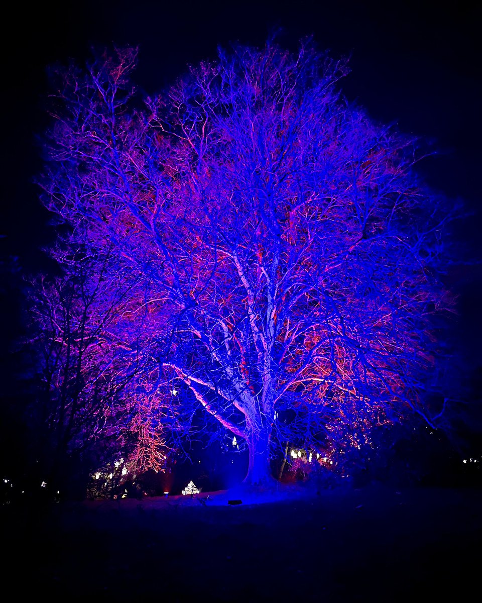 Amazing to see the lights at Wakehurst GlowWild ✨This tree was stunning 💙#Trees #Gardening #Light