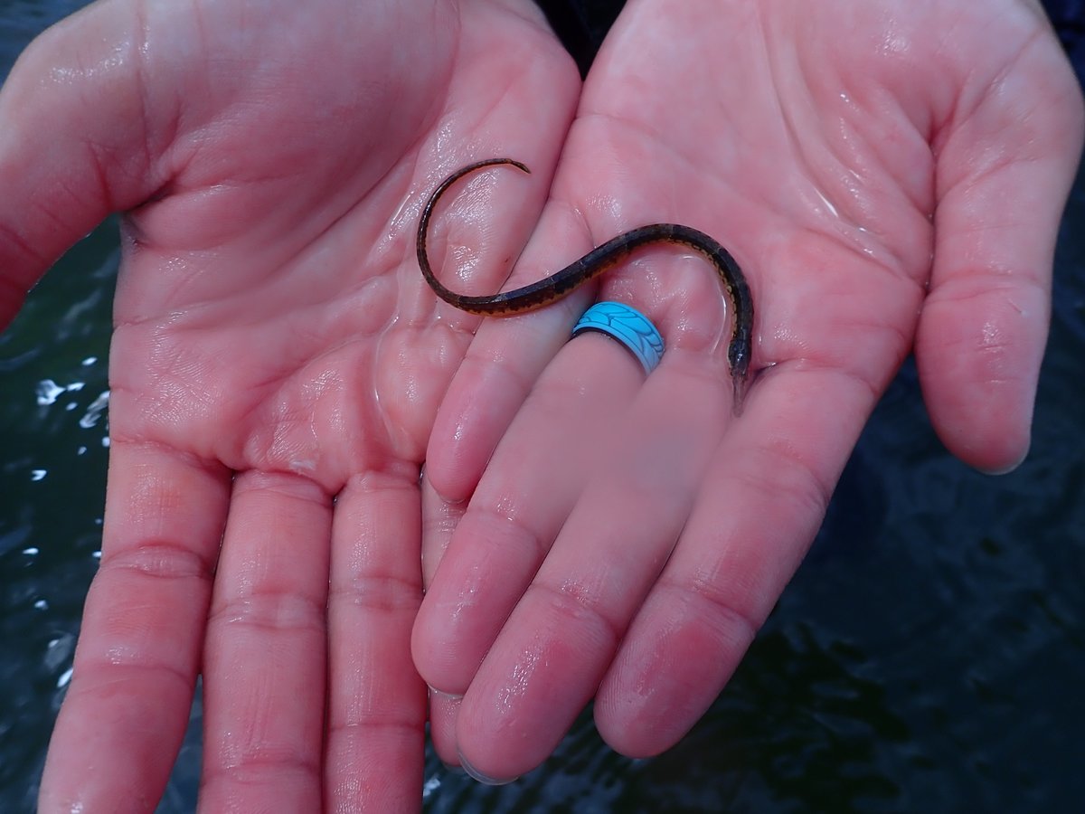 December’s #FishOfTheMonth is the Northern #Pipefish (Syngnathus fuscus). These cute fish are related to seahorses, and, just like the seahorse, the males have a brood pouch where the female lays her eggs for him to fertilize and incubate! #Fishfacts for the #Holidays 🐟 🎄