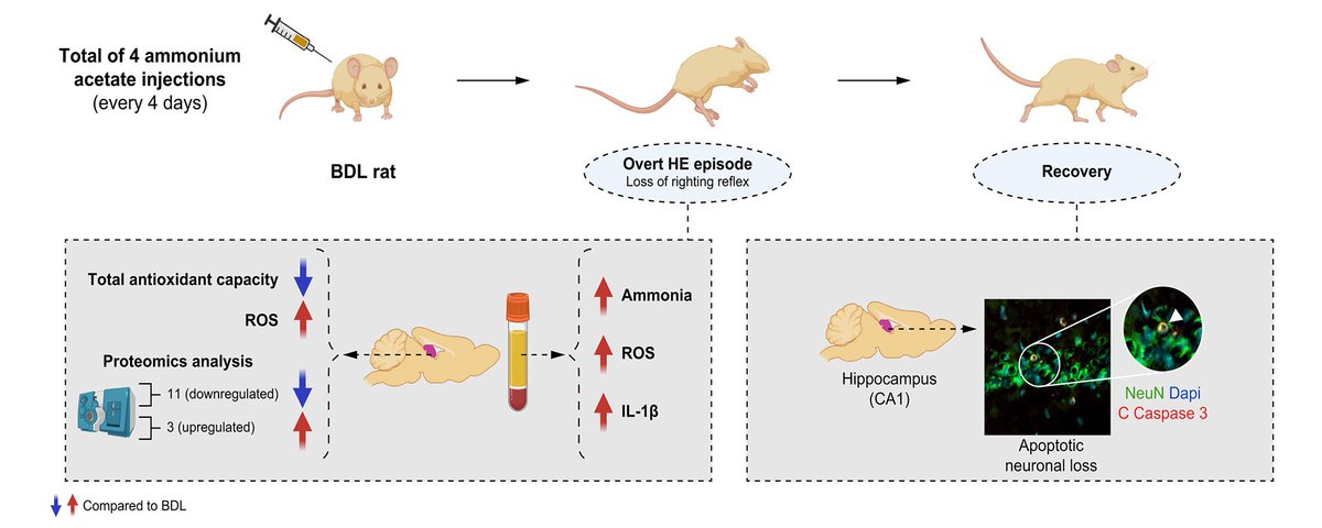 Multiple ammonia-induced episodes of hepatic encephalopathy provoke neuronal cell loss in bile-duct ligated rats 🔓#OpenAccess at 👉jhep-reports.eu/article/S2589-… #LiverTwitter