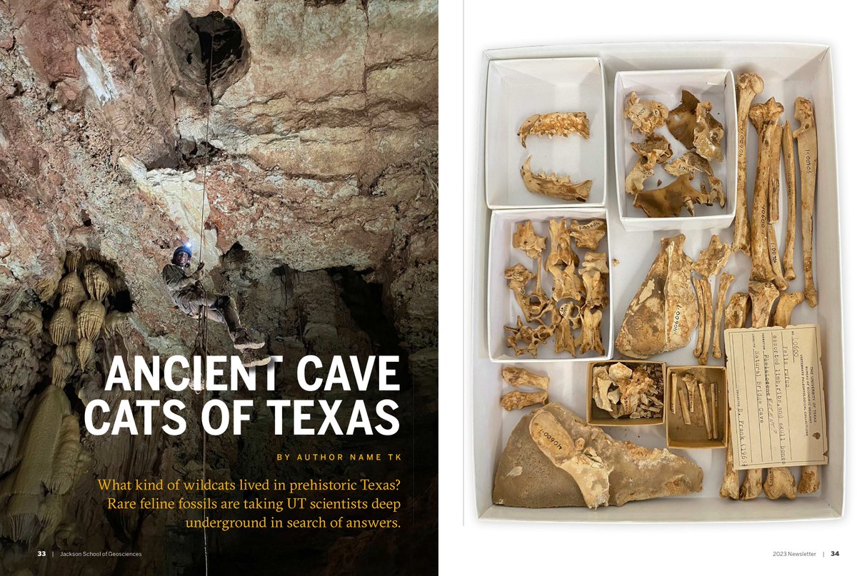 FEATURE: What sorts of small wildcats called prehistoric Texas home? Doctoral student and paleontologist John Moretti is on the case. 😼 #Fossilfriday
jsg.utexas.edu/news/2023/10/a…