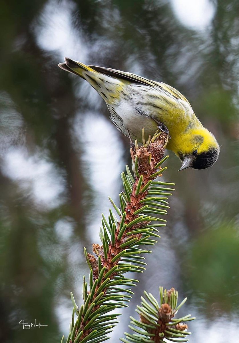 Always good to see the Siskin’s back at this time of the year.