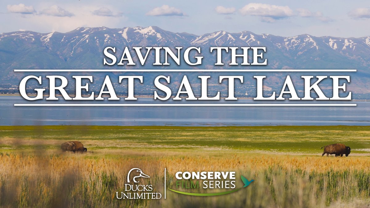 Dive into the critical conservation efforts DU and its partners are taking to save this unique ecosystem. #DUConserve is brought to you by @YETICoolers & @CoxEnterprises 📽️: youtu.be/voNAuMpVRac?si…